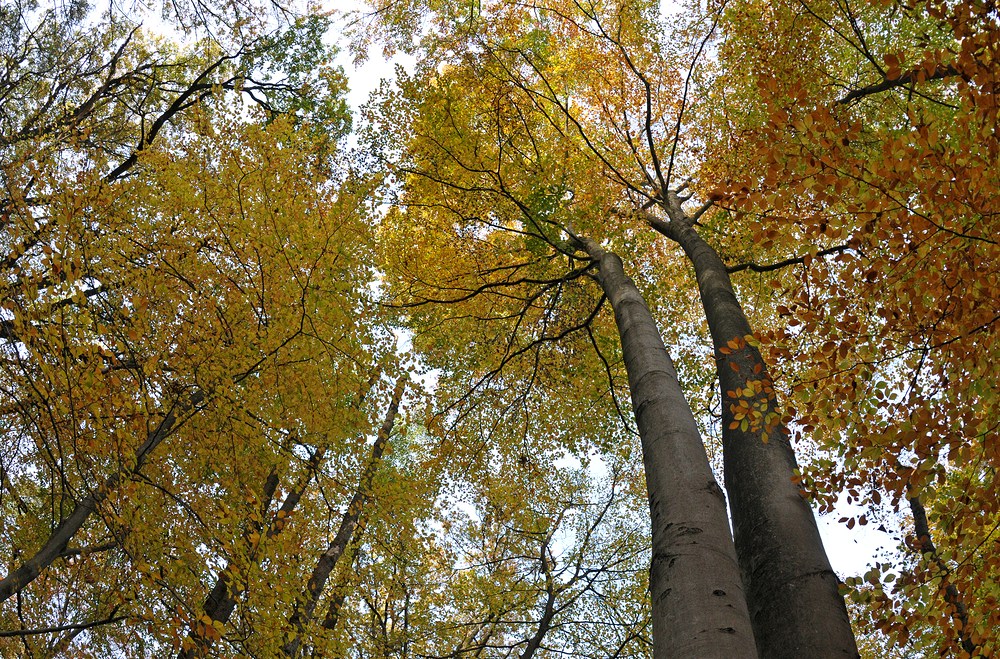 Offenbach: Im herbstlichen Hainbachtal 01