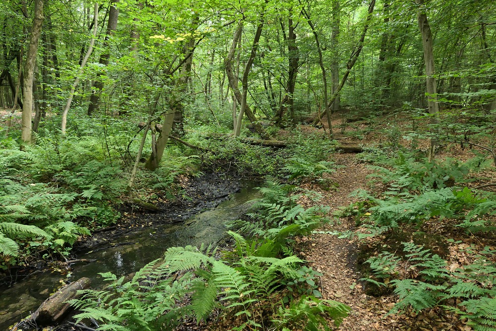 Offenbach: In der grünen Wildnis vom Hainbachtal 01