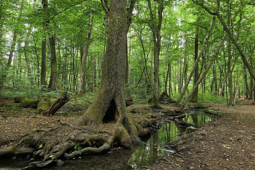 Offenbach: In der grünen Wildnis vom Hainbachtal 02