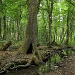 Offenbach: In der grünen Wildnis vom Hainbachtal 02