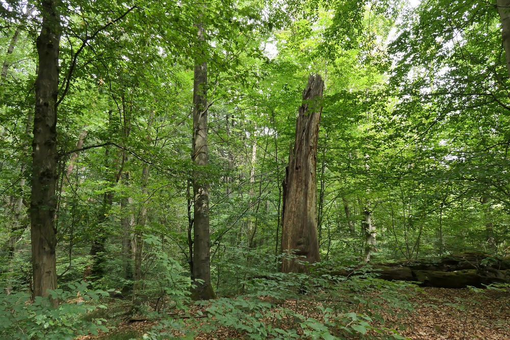 Offenbach: In der grünen Wildnis vom Hainbachtal 04