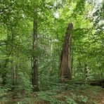 Offenbach: In der grünen Wildnis vom Hainbachtal 04