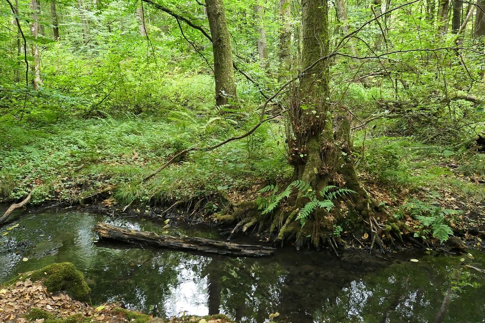 Offenbach: In der grünen Wildnis vom Hainbachtal 05