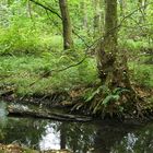 Offenbach: In der grünen Wildnis vom Hainbachtal 05