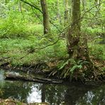 Offenbach: In der grünen Wildnis vom Hainbachtal 05