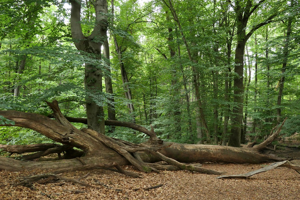 Offenbach: In der grünen Wildnis vom Hainbachtal 07