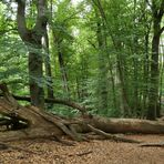 Offenbach: In der grünen Wildnis vom Hainbachtal 07