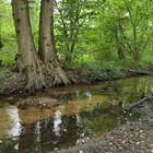 Offenbach: In der grünen Wildnis vom Hainbachtal 08