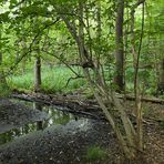 Offenbach: In der grünen Wildnis vom Hainbachtal 10