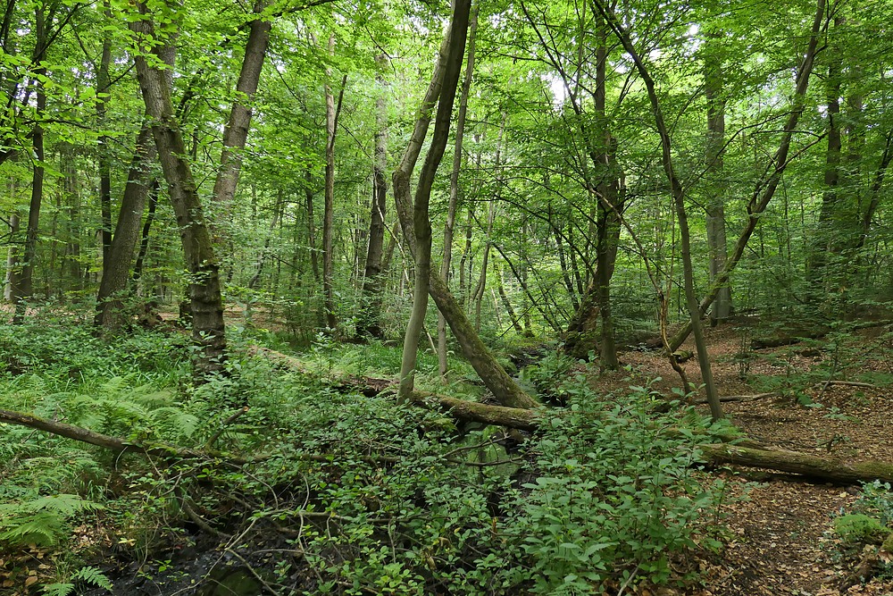 Offenbach: In der grünen Wildnis vom Hainbachtal 12