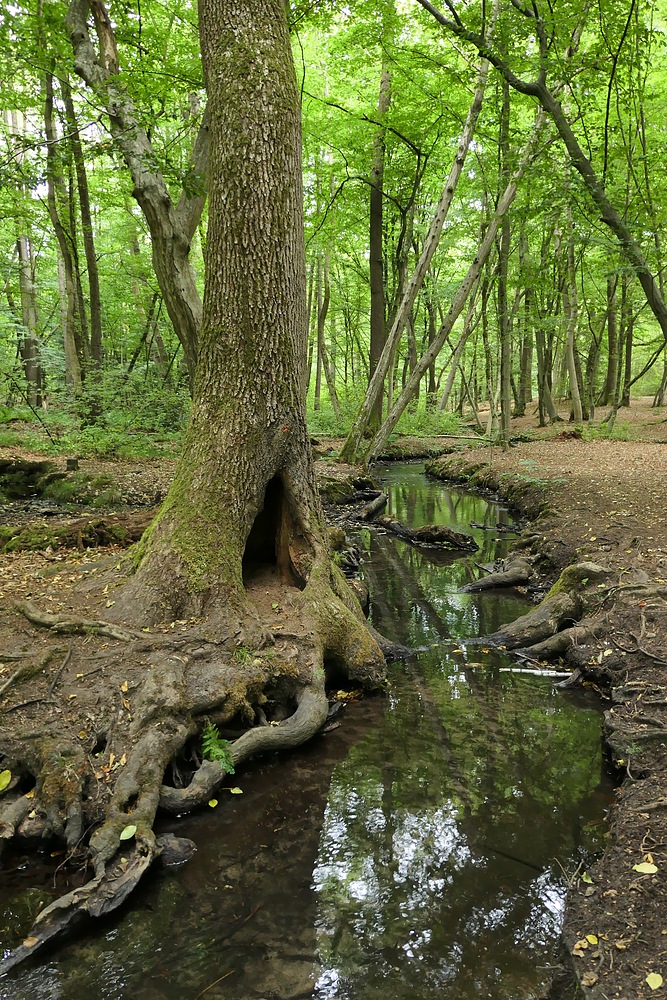 Offenbach: In der grünen Wildnis vom Hainbachtal 13