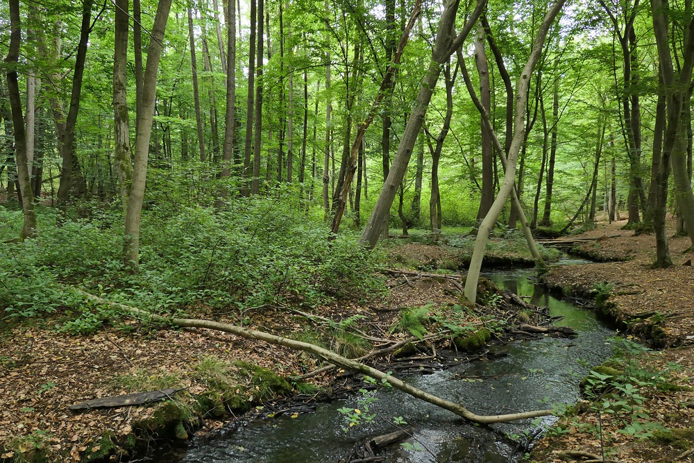 Offenbach: In der grünen Wildnis vom Hainbachtal 14