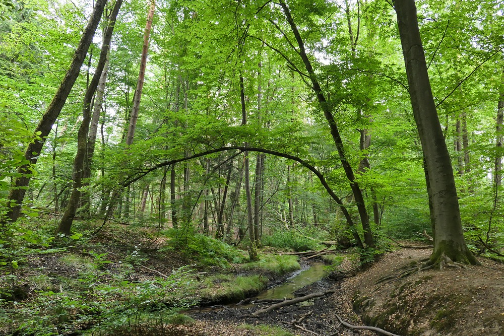 Offenbach: In der grünen Wildnis vom Hainbachtal 15