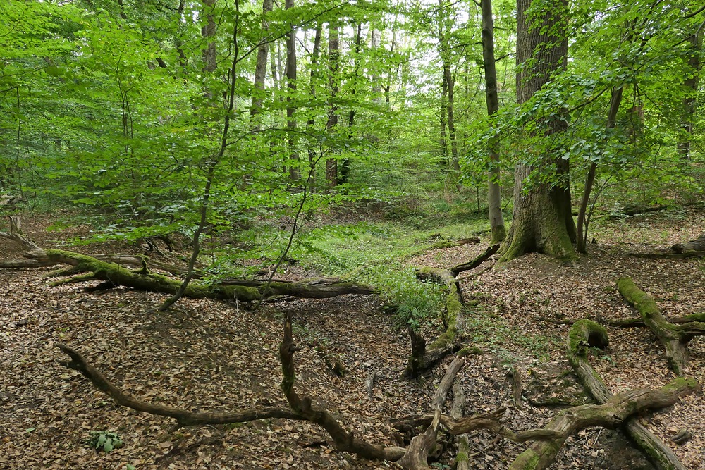 Offenbach: In der grünen Wildnis vom Hainbachtal 16