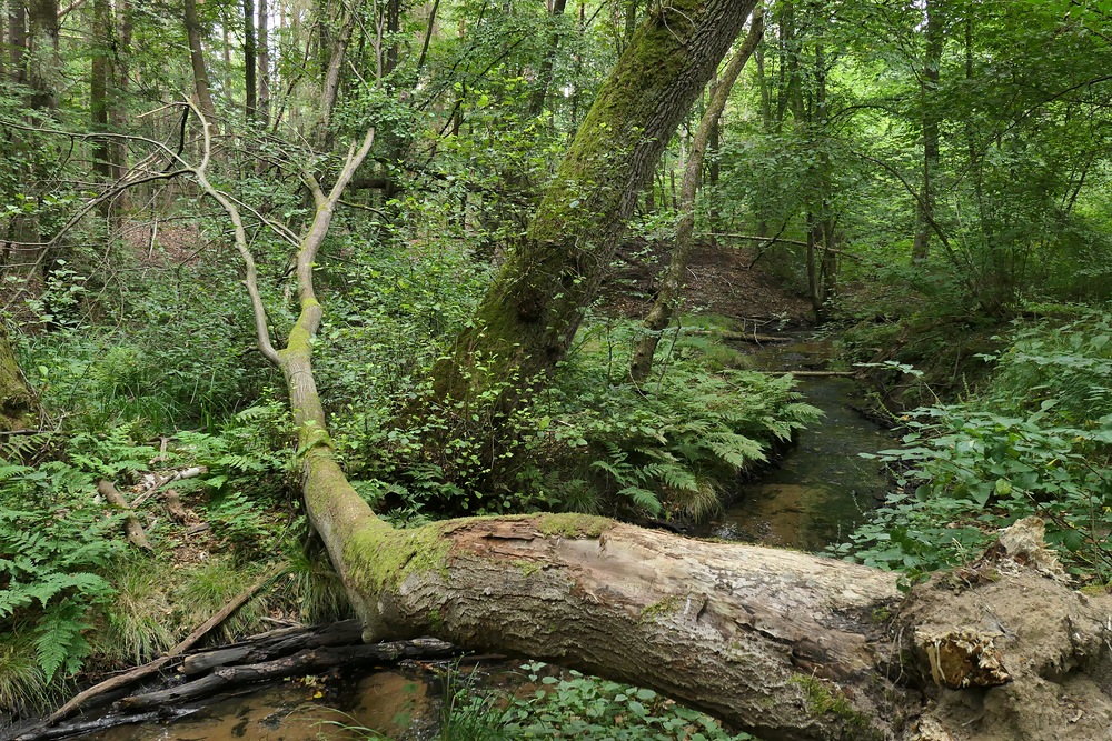 Offenbach: In der grünen Wildnis vom Hainbachtal 17