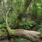 Offenbach: In der grünen Wildnis vom Hainbachtal 17