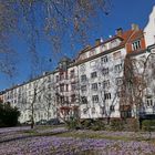 Offenbach: Jeden Frühling ein zartlila Krokusmeer