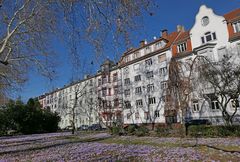 Offenbach: Jeden Frühling ein zartlila Krokusmeer
