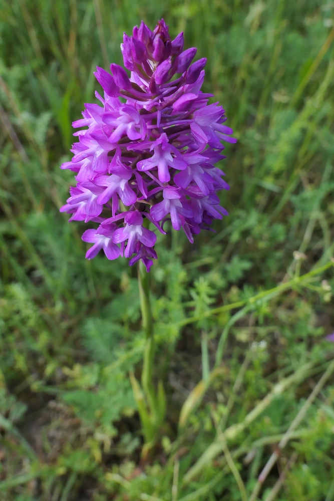 Offenbach: Sogar hier gibt es Orchideen 01