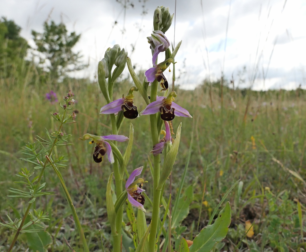 Offenbach: Sogar hier gibt es Orchideen 02