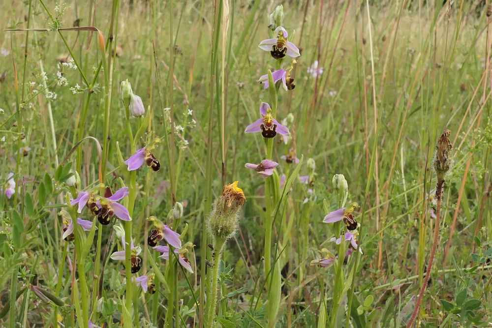 Offenbach: Sogar hier gibt es Orchideen 04