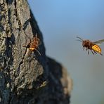 Offenbacher Hornissen: Ankunft am Nest