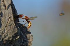 Offenbacher Hornissen: Ankunft am Nest – Überprüfungsritual mit Fliege im Hintergrund