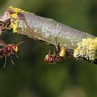 Offenbacher Hornissen: Auseinandersetzung zwischen Schwestern