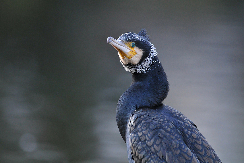 Offenbacher Kormoran oder der Blick des Tages