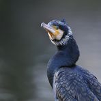 Offenbacher Kormoran oder der Blick des Tages