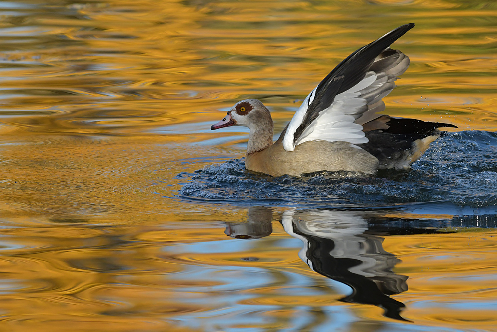 Offenbacher Main: Nilgans – Platsch in Gold