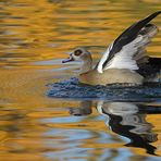 Offenbacher Main: Nilgans – Platsch in Gold