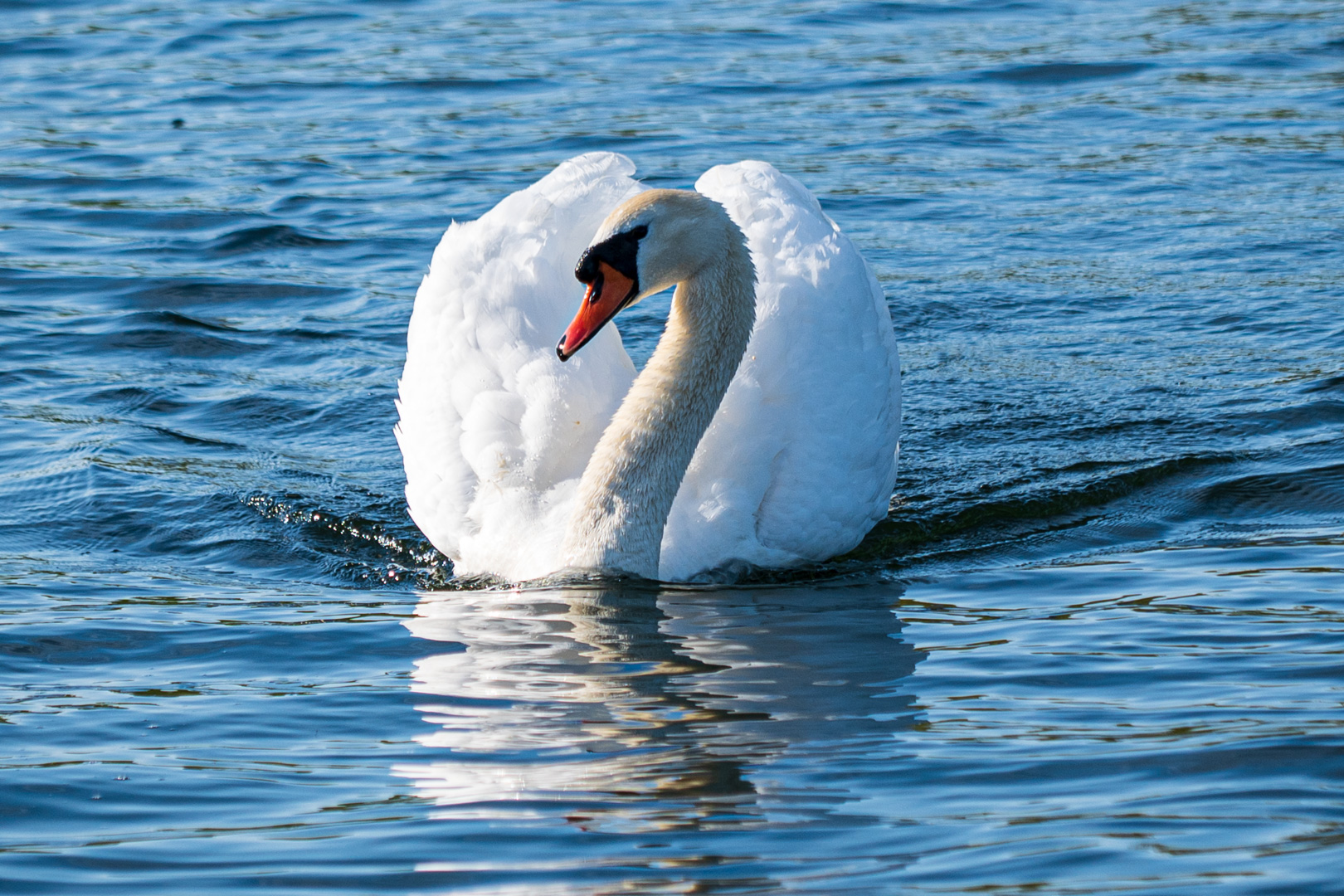 Offenbacher Schwan 1