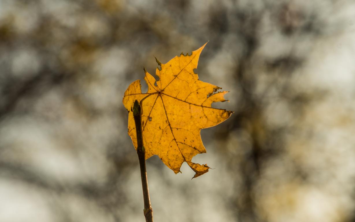 offenbar der letzte