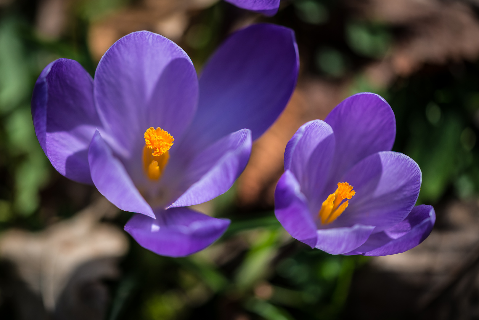 Offenblendiger Frühlingsgruß  in violett