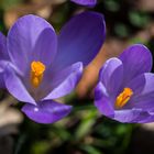 Offenblendiger Frühlingsgruß  in violett