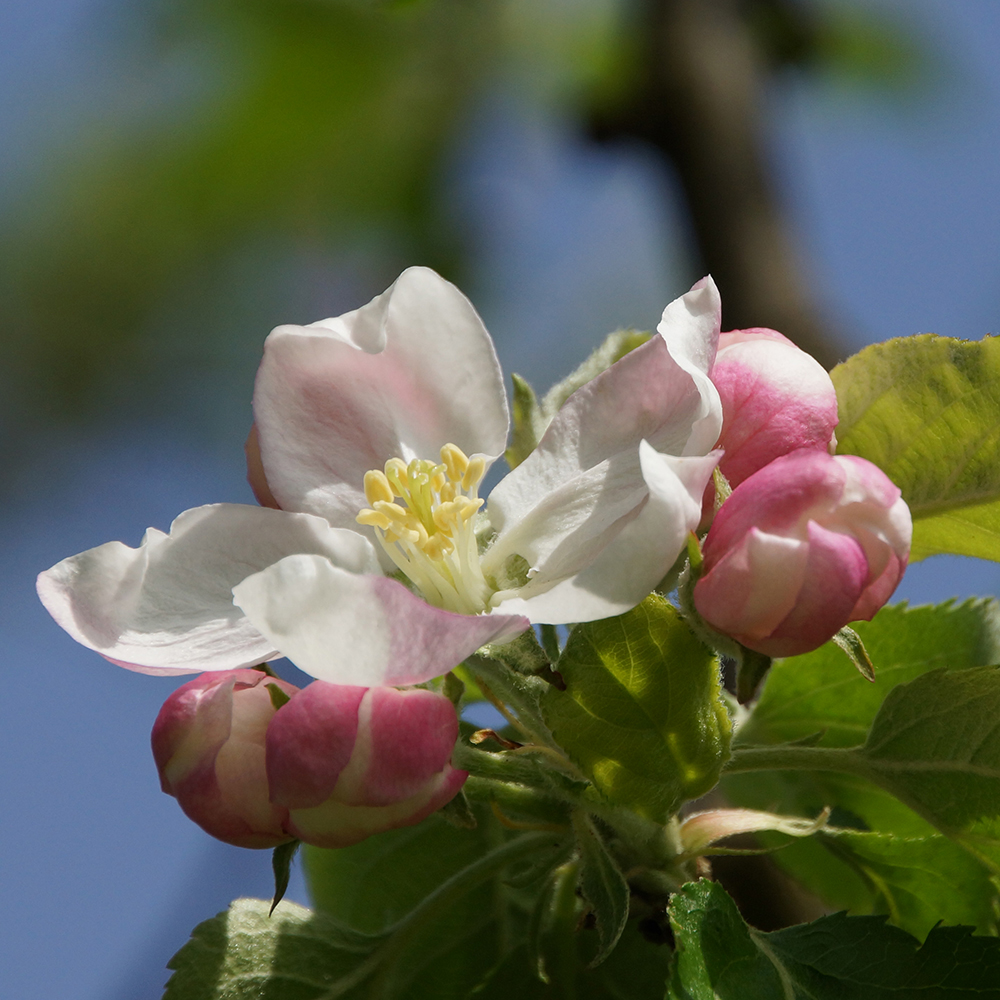 offene Apfelblüte