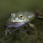 Offene Augen mit offener Blende f/2