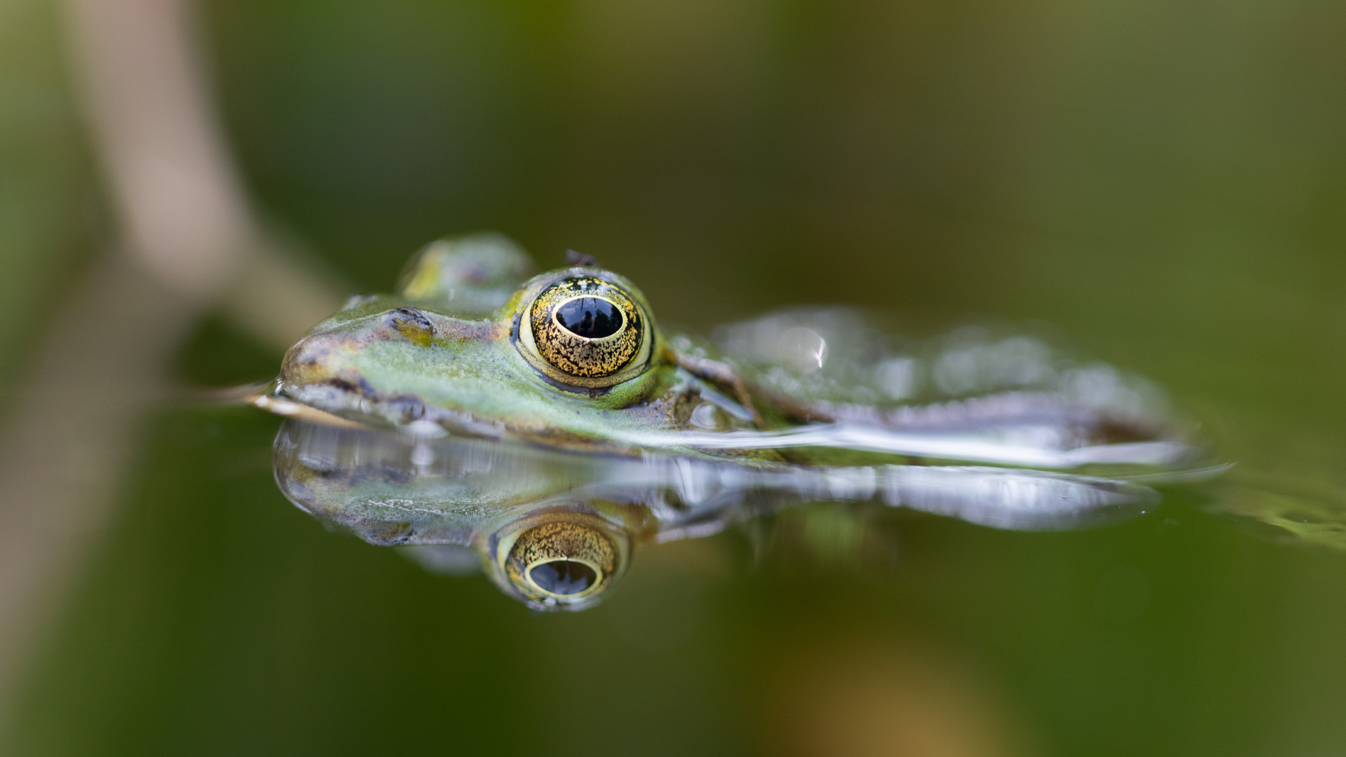 Offene Augen mit offener Blende f/2.8