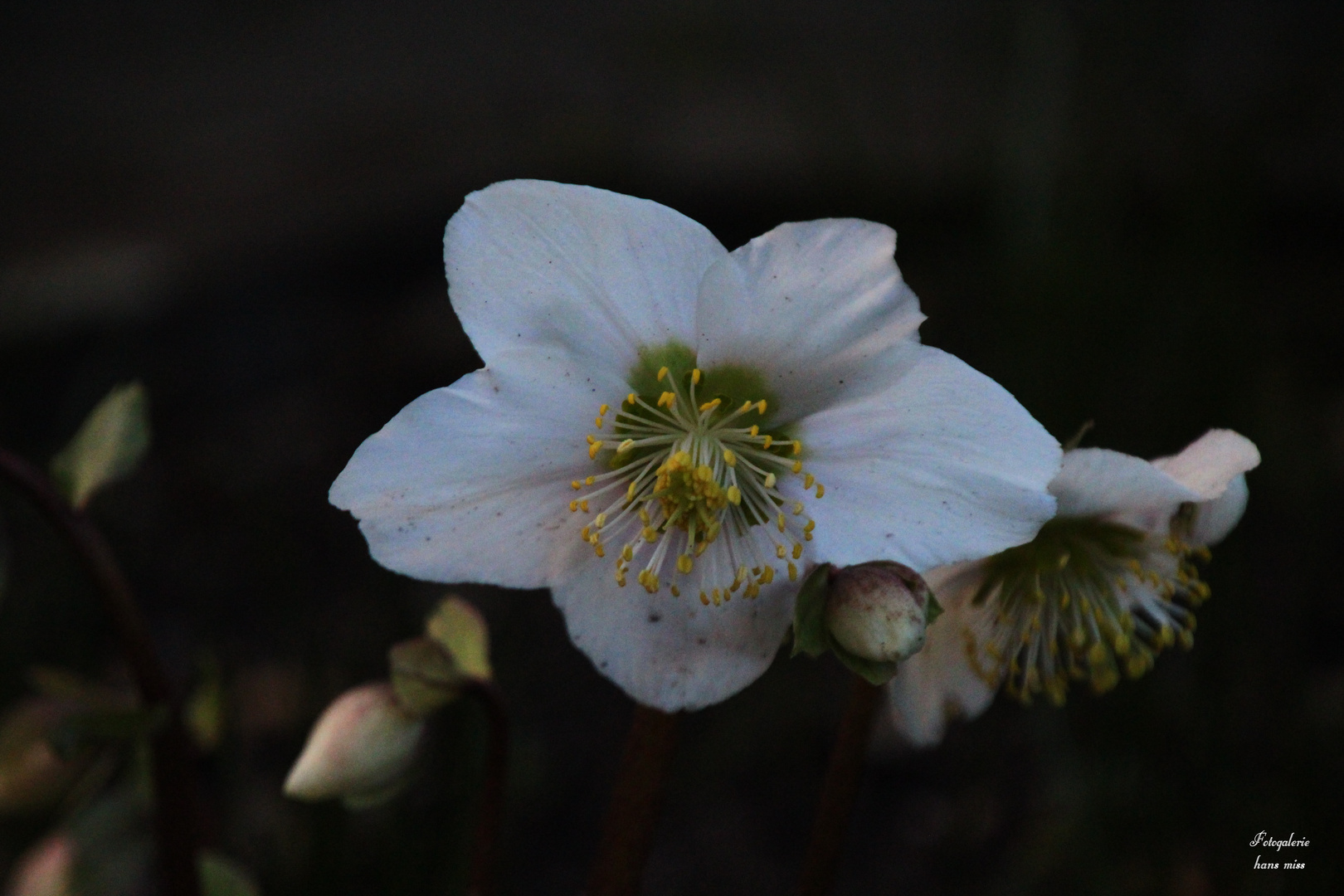 Offene Blüte Foto & Bild natur, pflanzen, blüten Bilder auf