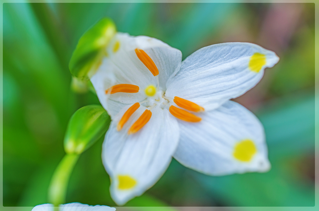 Offene Blüte des Märzbecher