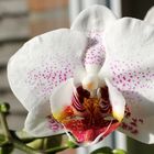 offene Blüte einer Phalaenopsis