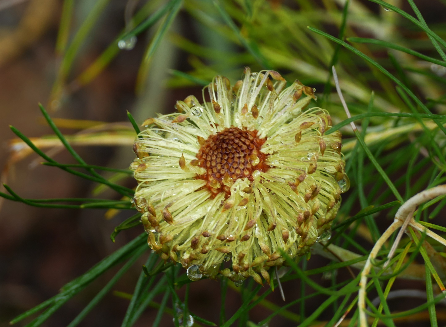 Offene Blüte mit Regentropfen Foto & Bild natur, landschaft, pflanzen