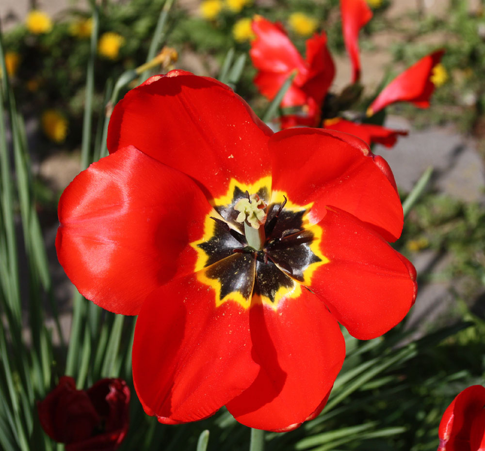 offene Blüte wie eine Sonnenblume