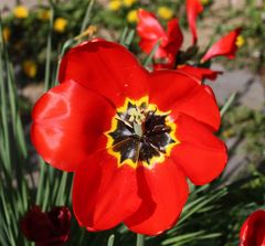 offene Blüte wie eine Sonnenblume