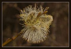 Offene Blüten von Salix (Weidenkätzchen)