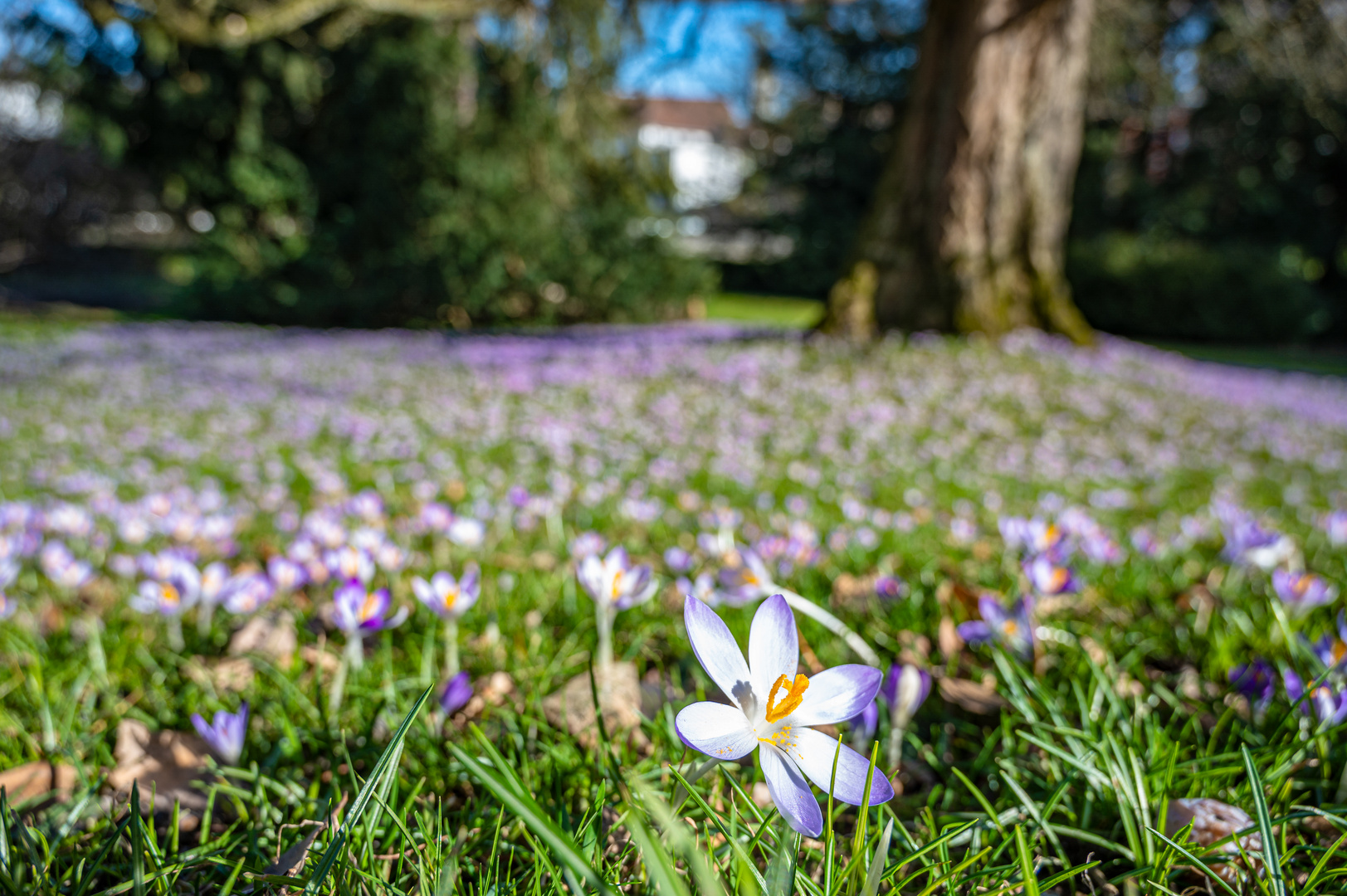 Offene Krokusblüte