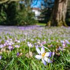 Offene Krokusblüte