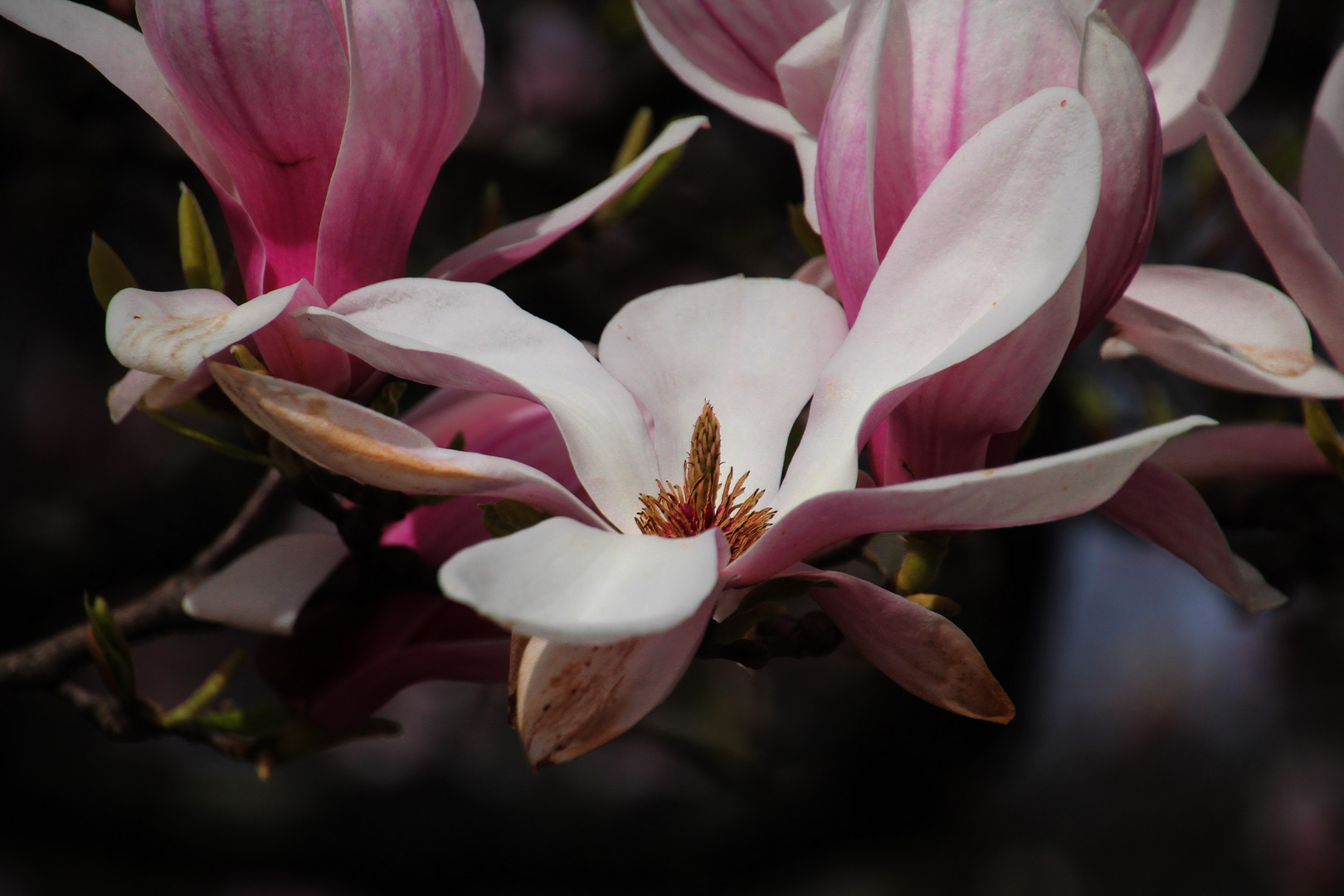 offene Magnolienblüte 