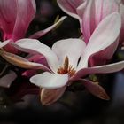 offene Magnolienblüte 